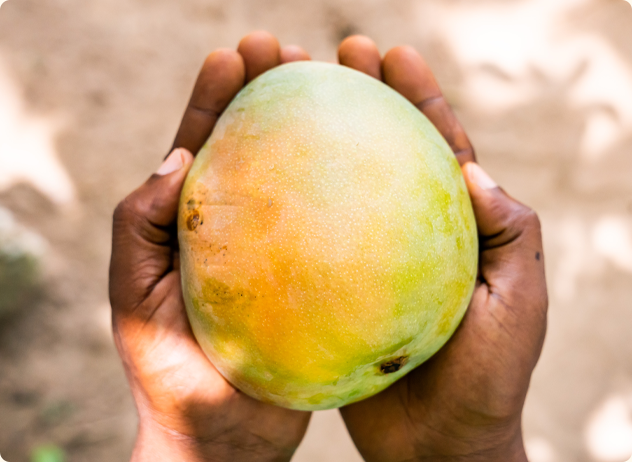 Mango Source Mango – South 40 Snacks